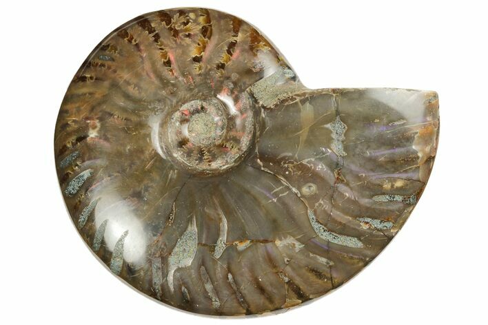 Red Flash Ammonite Fossil - Madagascar #187315